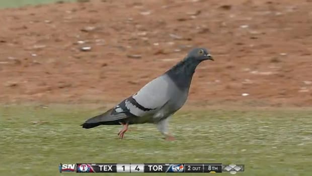 BlueJaysPiegons